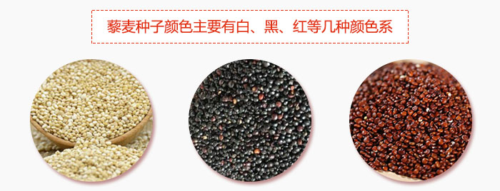 藜麥種子顏色主要有白、黑、紅等幾種顏色系，營養成分相差不大，其中白色口感好，黑、紅色口感相對差些，籽粒也較小。
